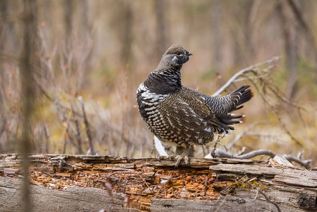 spruce grouse