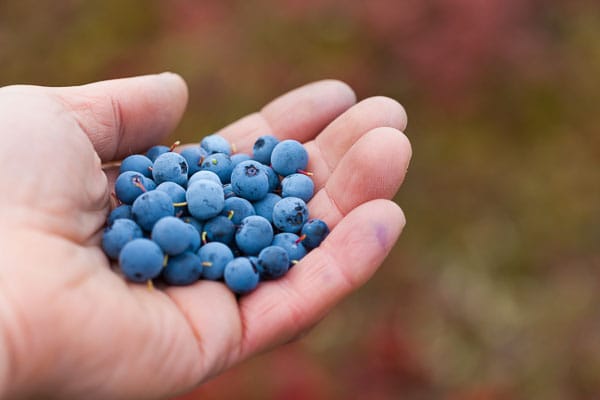 Picking blueberries