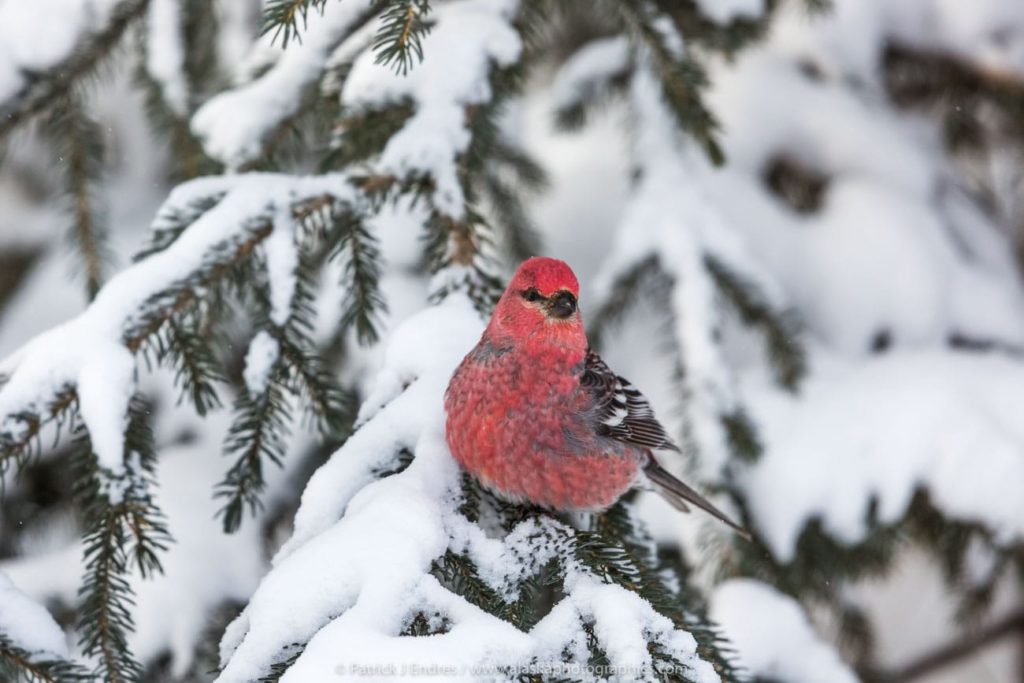 Birding in Alaska's Arctic Arctic Getaway