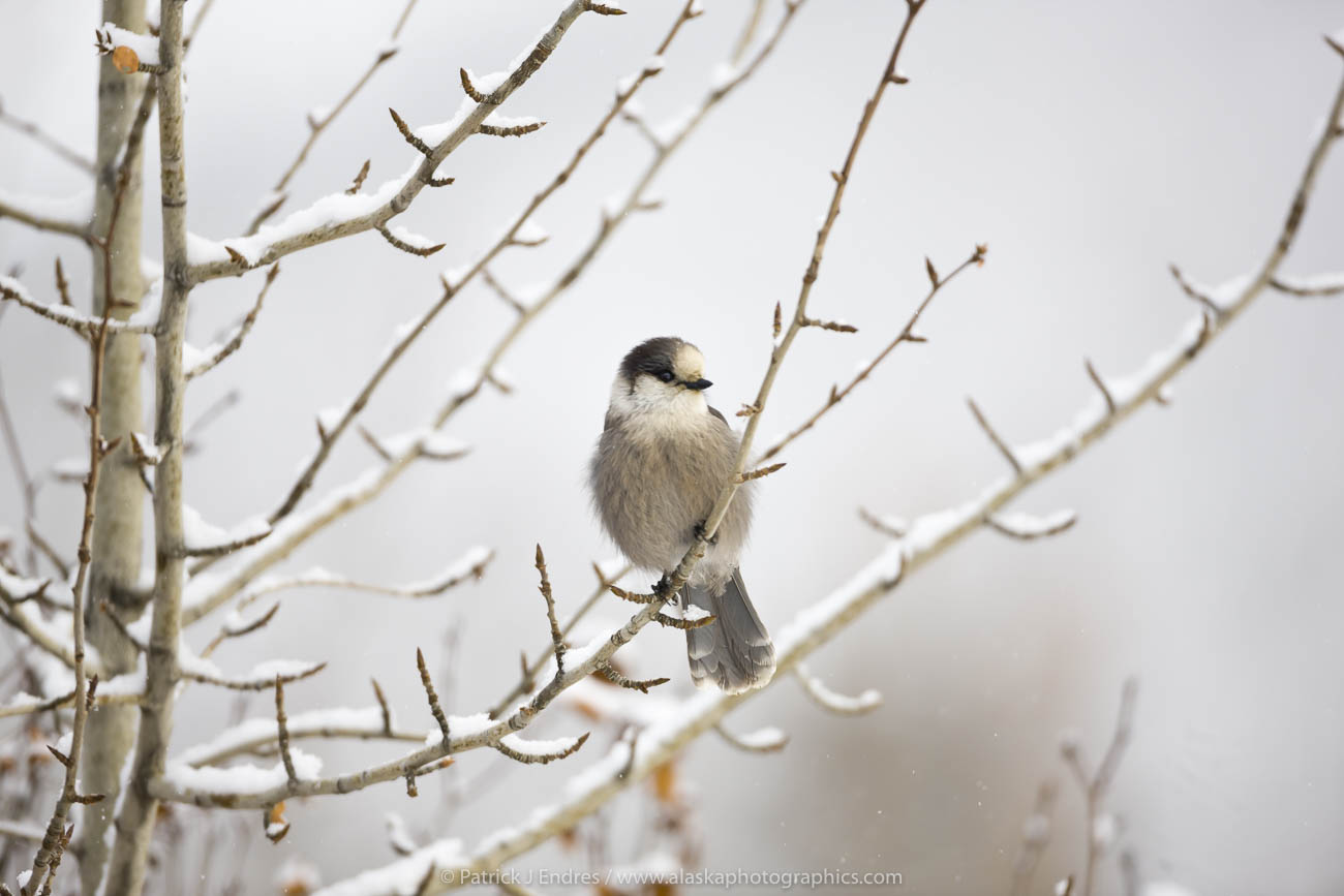 gray jay