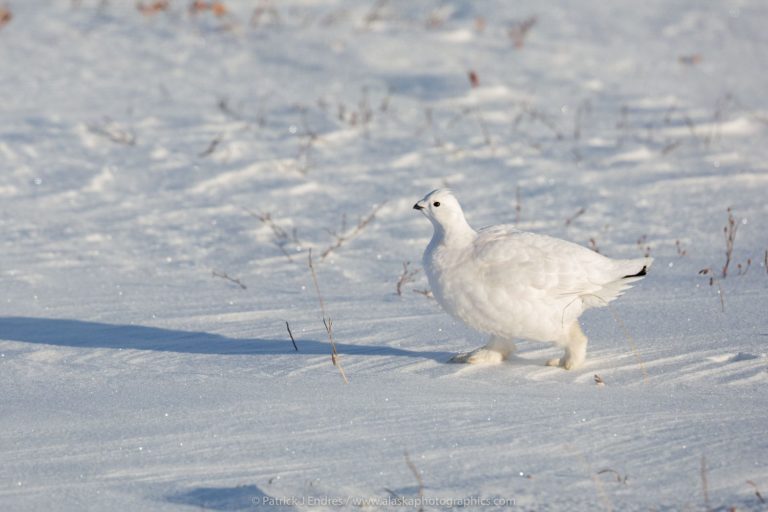Willow ptarmigan in winter phase birding in Alaska