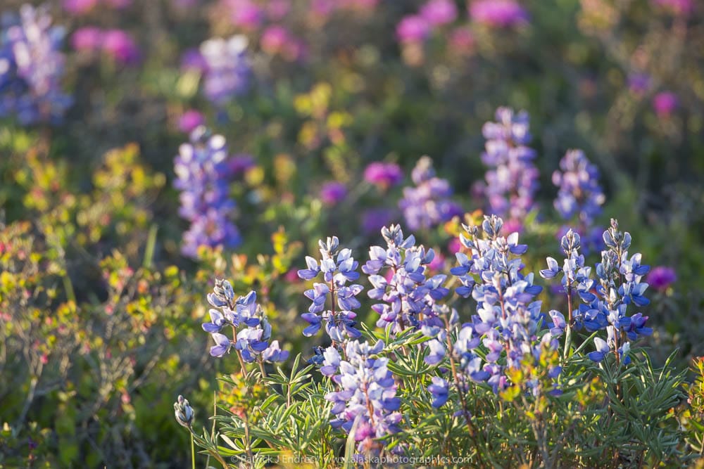 wildflowers on the dalton highway