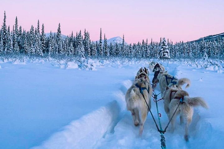 dog sledding in wiseman